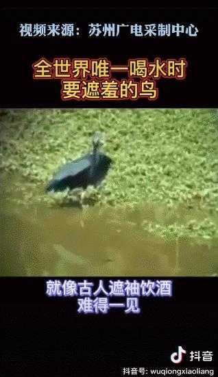 水猴子警告,小亮日常科普水猴子
