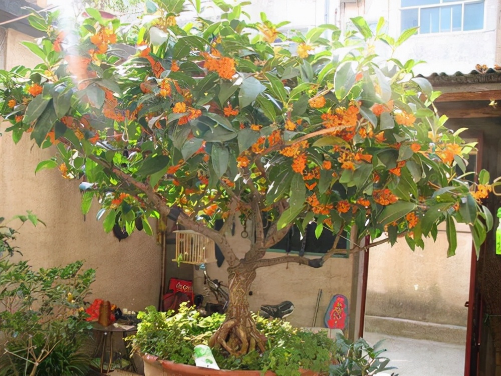 农村后院适合种啥树,家里种哪五种树可以旺家多子多福