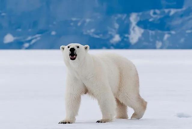 全球10大图腾,中国100个姓氏图腾