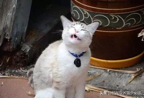 猫突然打了个喷嚏是怎么回事,猫怎么突然打了个喷嚏