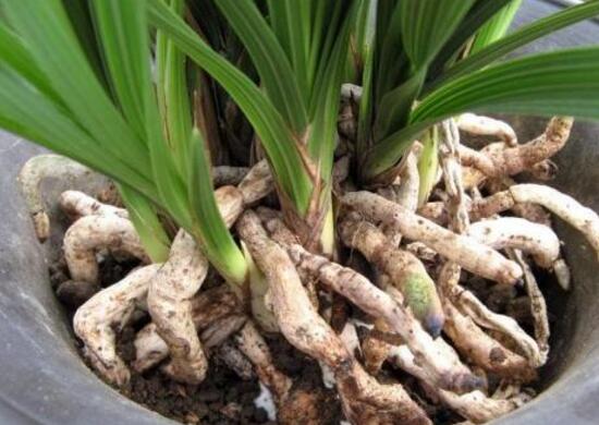 马蹄莲烂根的原因及处理方法,马蹄莲烂根了怎么处理