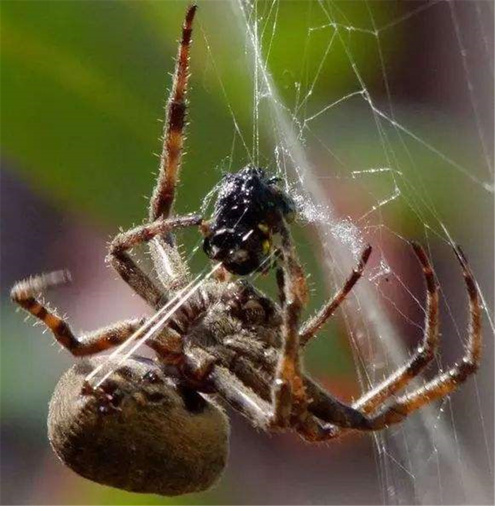 蜘蛛蛛网是从哪里来的,蜘蛛的蛛网是从哪里来的