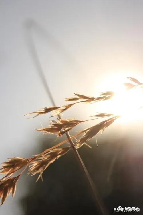 己所不欲勿施于人作文800字,己所不欲勿施于人的上一句是什么