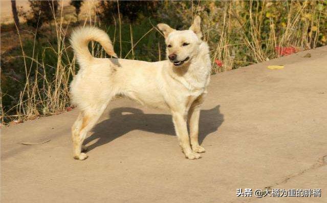 小狗肋骨断了后趴在路上不能移动，夫妻下车救助它，如今备受宠爱