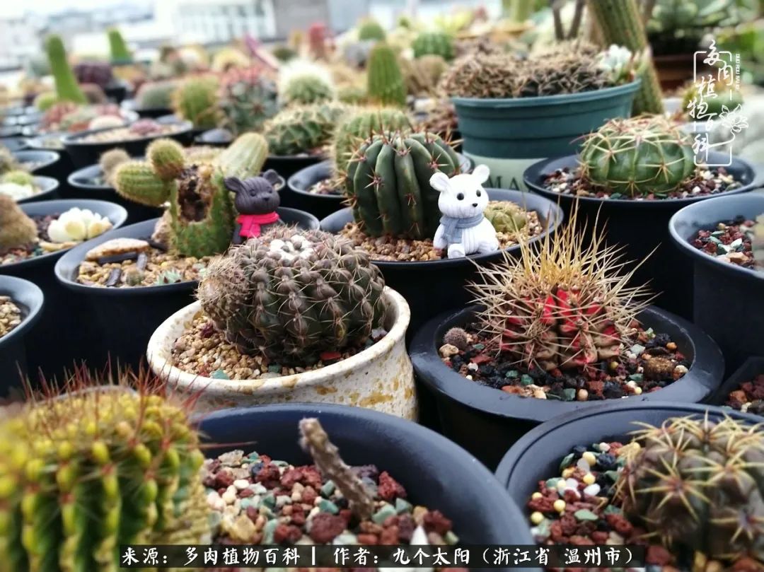 景天、球和龙舌兰，只要是多肉，都喜爱