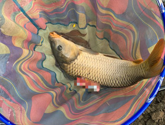 只能钓小鲫鱼为什么钓不到大鲫鱼,野钓鲫鱼很难钓到半斤以上的鲫鱼