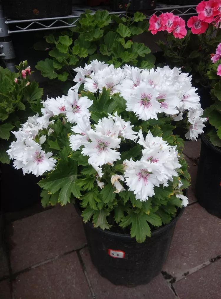 10种天竺葵,天竺葵100种图片大全