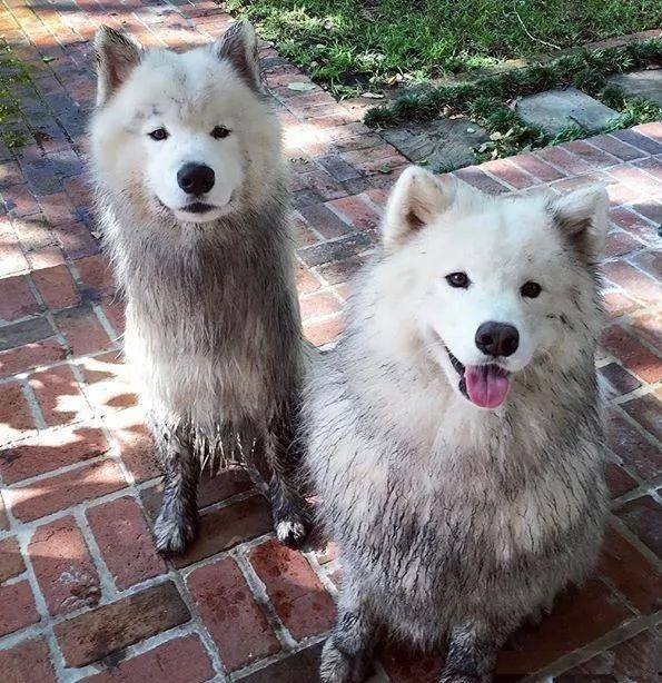 萨摩耶犬，用微笑天使的面孔，掩盖着它捣蛋魔鬼的心