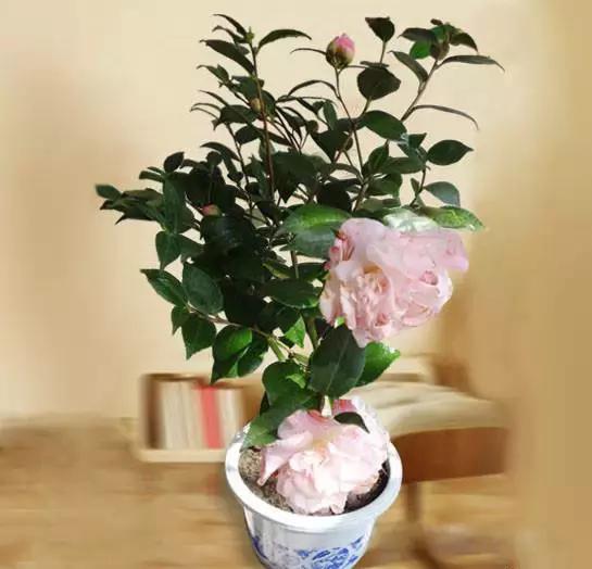 献给那些养花每次都养死的人文案,一直养死花但从未放弃养花