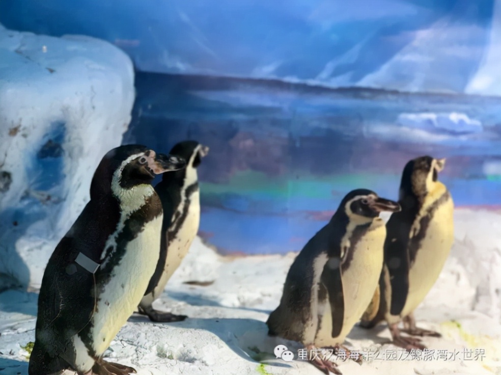 去不了海就去海洋馆,去不了大海就去海底世界