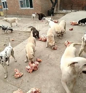 新手铲屎官该怎么养刚出生狗,铲屎官优选犬种