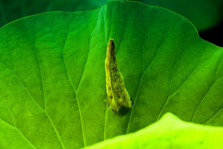 荷叶田田垂柳依依,荷叶田田杨柳依依