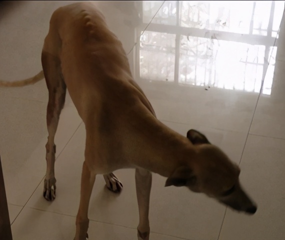 那些年我曾经养过的小狗,那些年我曾经养过的狗