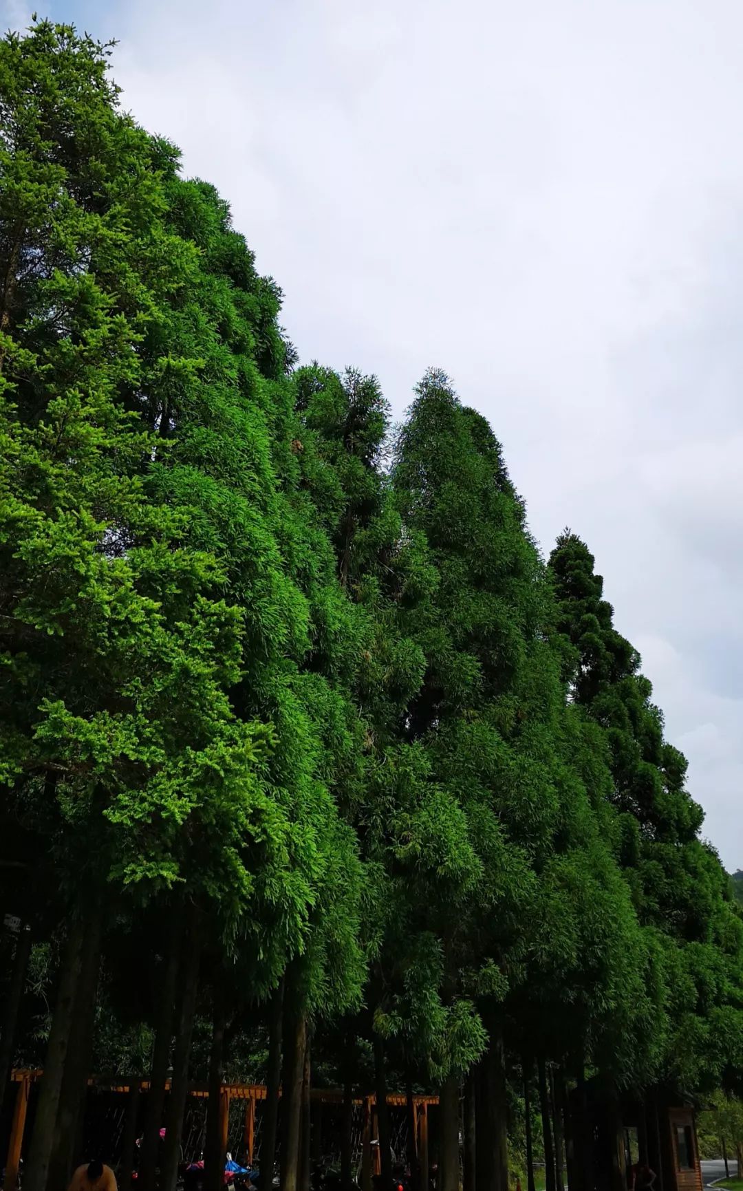贺州姑婆山景区国家森林公园,贺州姑婆山森林公园路线