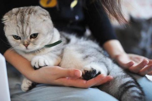 为什么猫咪会踩脚印呢,为什么猫咪会踩来踩去的