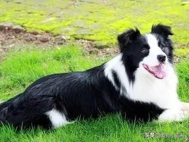 宠物狗的种类图片卡通,狗的种类视频