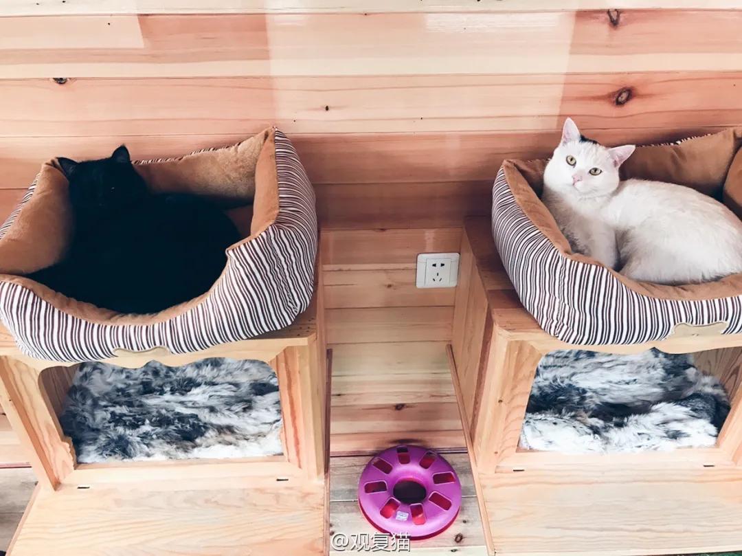 视力不好可以养黑猫吗,眼神不好的千万别养黑猫