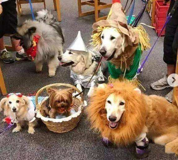 养宠租房,养宠人租房好难