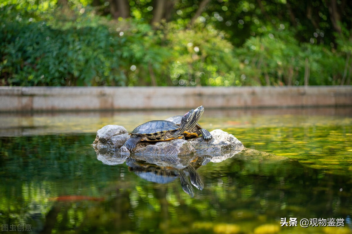 2-3厘米的乌龟一次喂食多少龟粮,养龟要怎么挑养好的乌龟