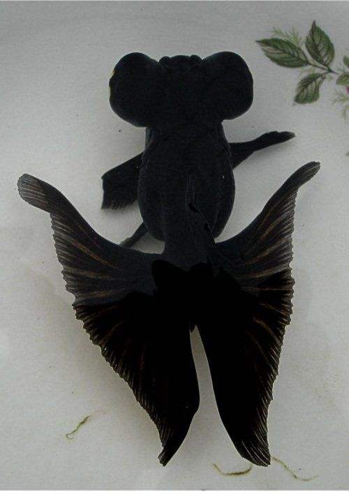 新手养金鱼选择什么底沙,养金鱼哪个品种好看