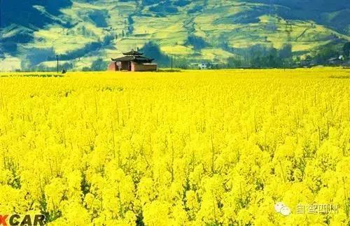 四川过年油菜花风景视频,3月去四川哪里看油菜花