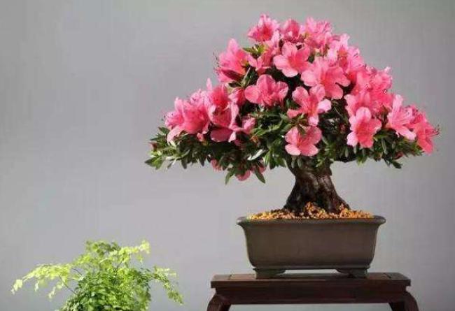 养好杜鹃花有2个条件,用什么方法养好杜鹃花盆栽