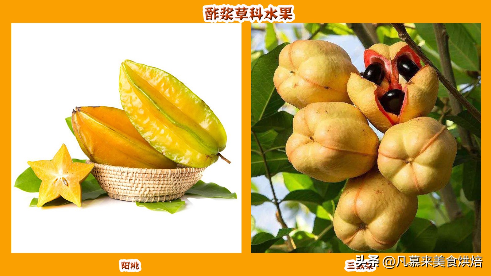 水果百科知识大全水果种类,水果种类大全水果如何分类