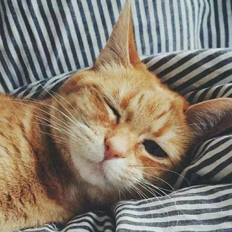 养猫必须做的5件事,老手养猫才知道的六件事