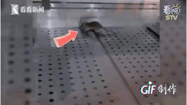 哈尼心!上海知名连锁熟食店老鼠乱窜!网友:巨贵还以为很卫生