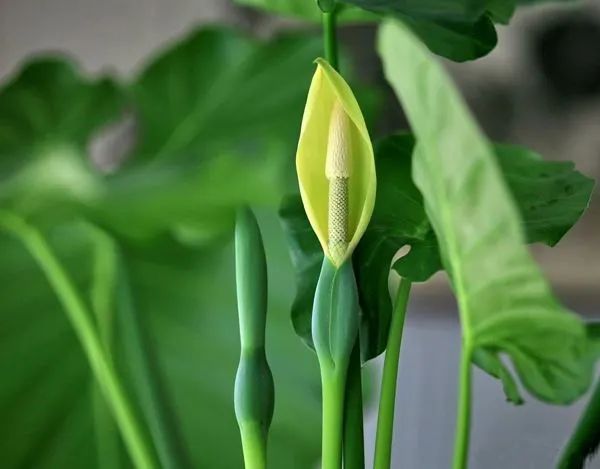 滴水观音为什么会滴水的详细介绍,关于滴水观音的知识