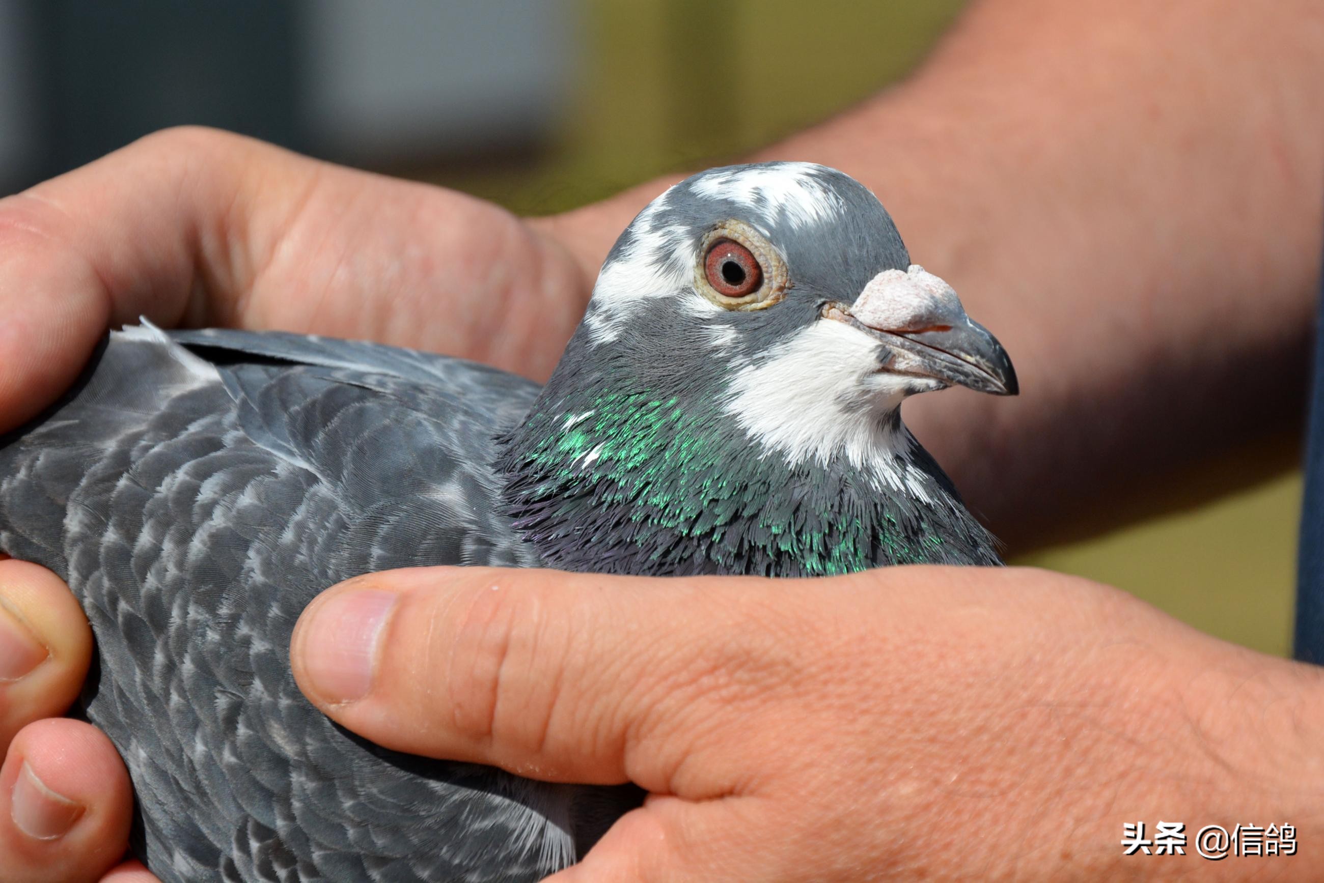 预防高温天气注意事项,预防恶劣天气的常识和方法