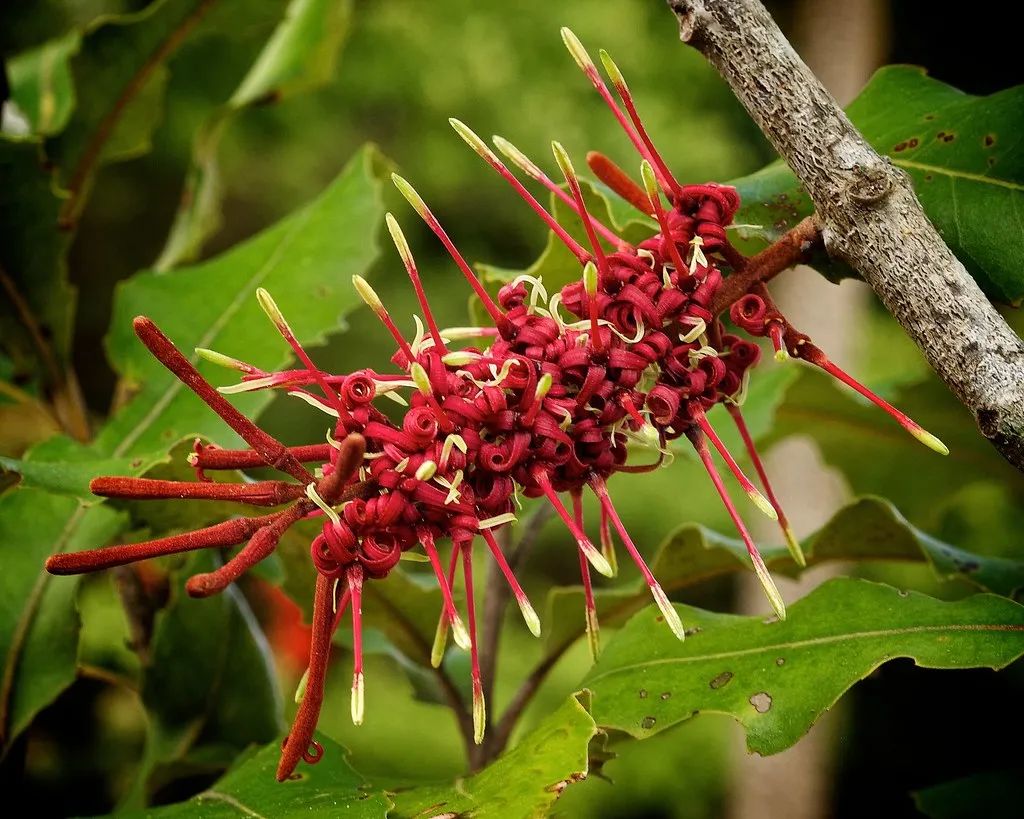 新西兰的雨林||皮龙亚狂想曲（7）