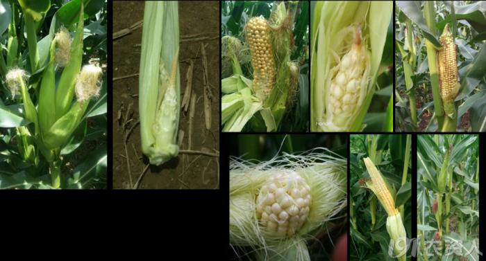 河南适合种植高产玉米,玉米高产高效种植技术