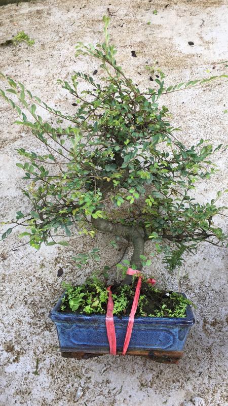 苹果盆景修剪技巧图解,新手也能学会的修剪盆景技巧