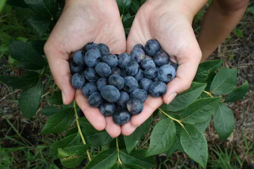 在新西兰吃过的美食,新西兰美食100种