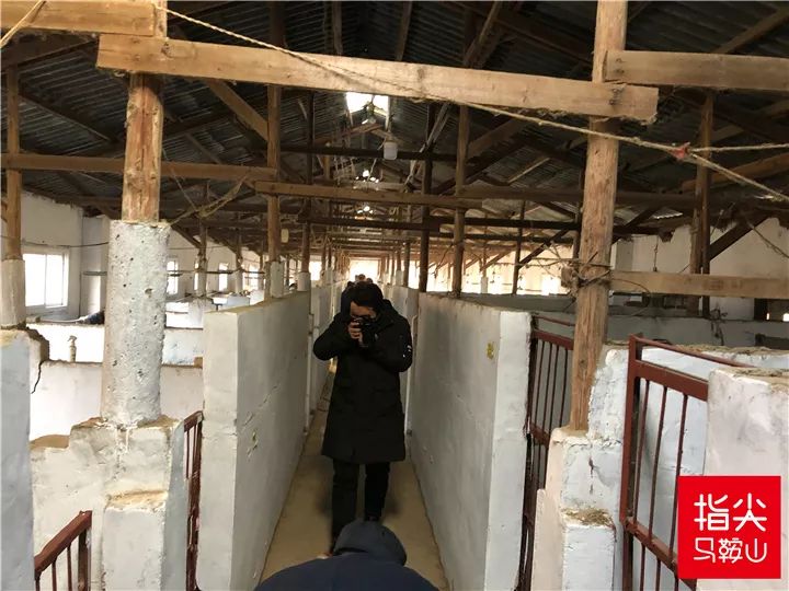 马鞍山流浪狗救助中心在哪里,曝光流浪狗救助真相