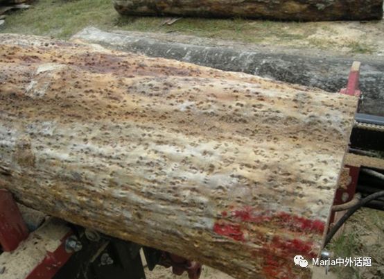 美国硬木干货价格,北美硬木排行