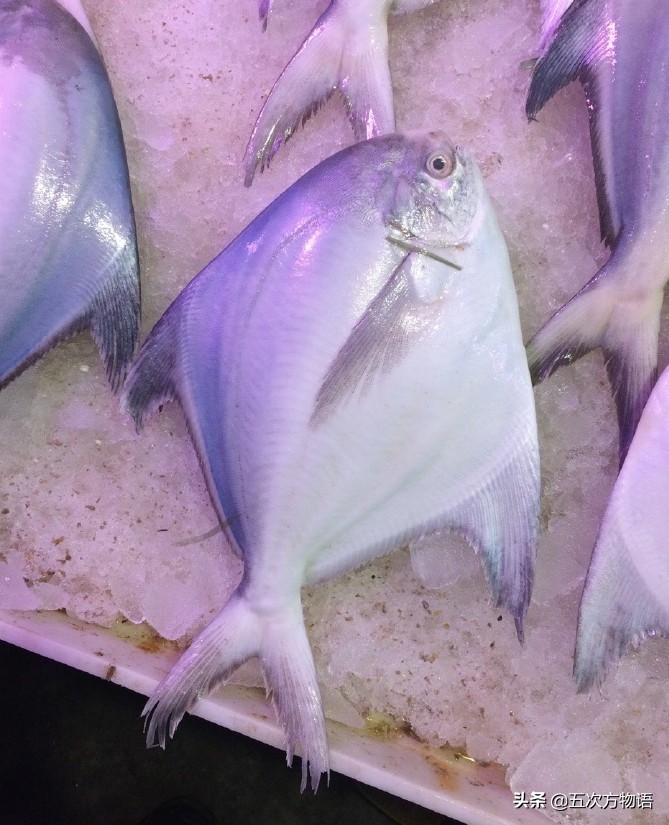 白鲳鱼青岛,青岛鲳鱼什么时间便宜