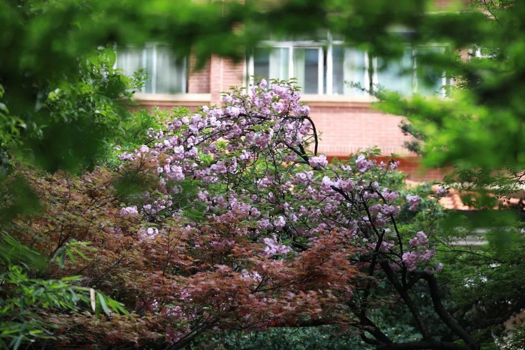 喉癌会传染吗喉癌晚期能治好吗,治好喉癌