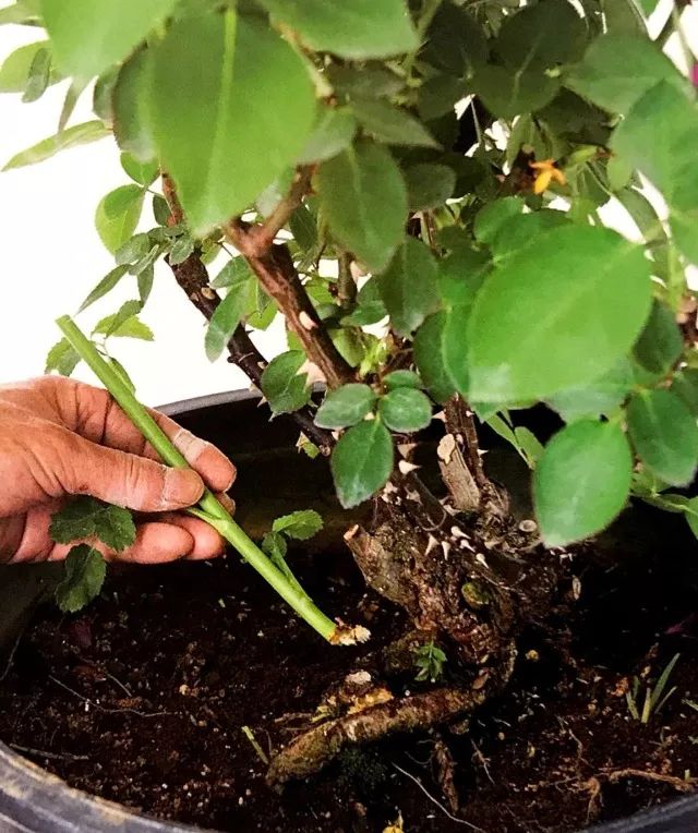 玫瑰月季怎么爆盆,玫瑰怎样爆侧芽