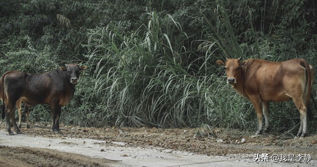 大脑疲劳是什么样子的,怎么知道自己疲劳了