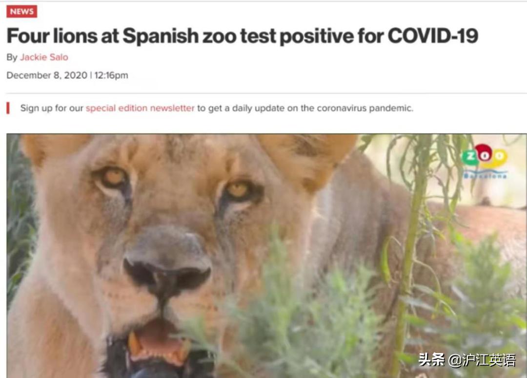 外国疫情下的大熊猫,英国大熊猫被送回中国