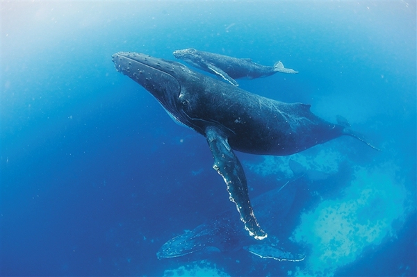 鲸鱼是哺乳动物怎么在水下呼吸,鲸鱼海洋哺乳动物
