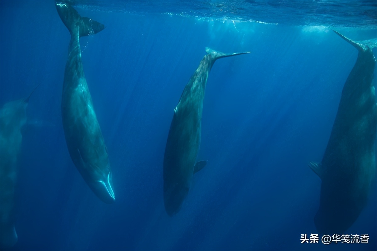 抹香鲸和长臂乌贼,抹香鲸跟巨型乌贼