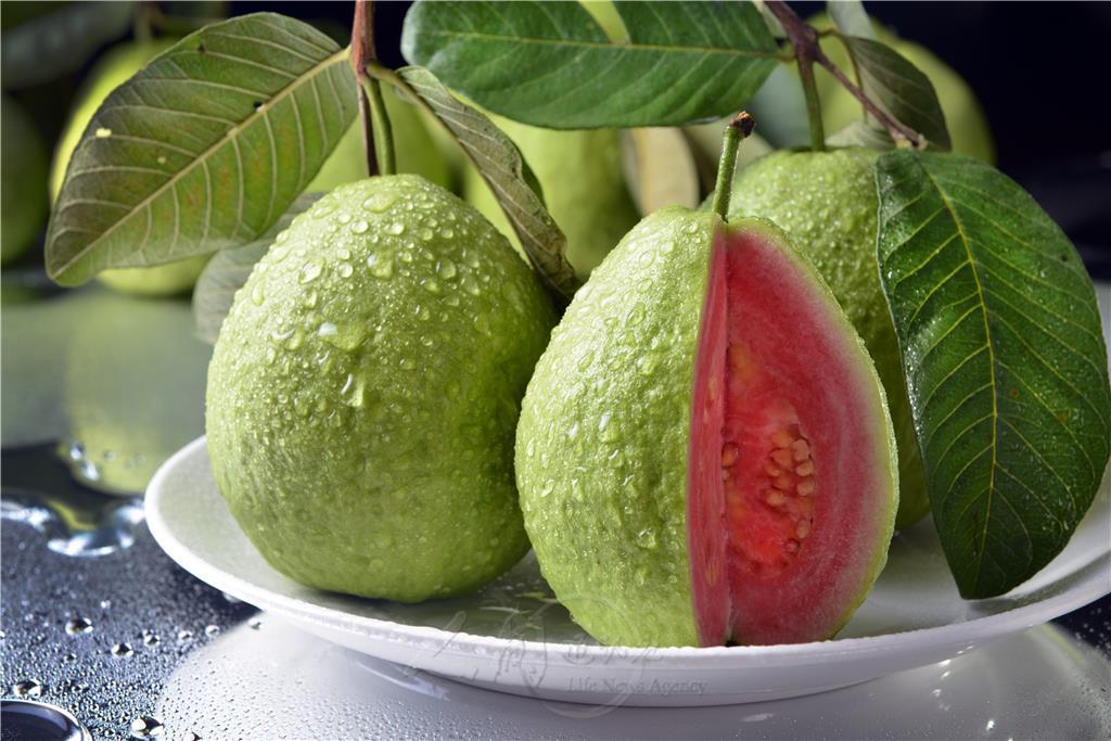 软糯香甜芭乐果大人孩子都喜欢吃,芭乐番石榴脆甜