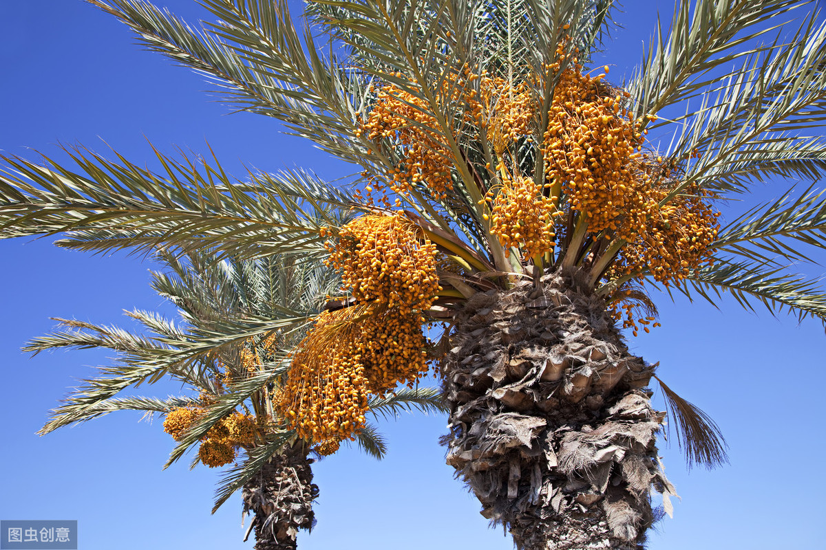 椰枣伊拉克椰枣软糯香甜,软糯香甜皮薄椰枣