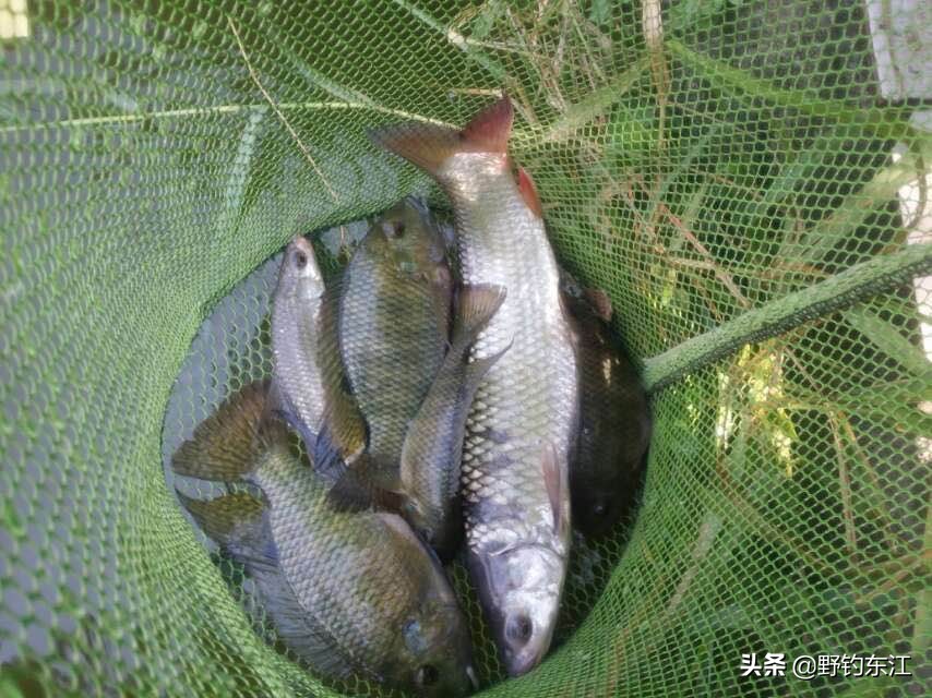 鱼竿和我的匆匆那年