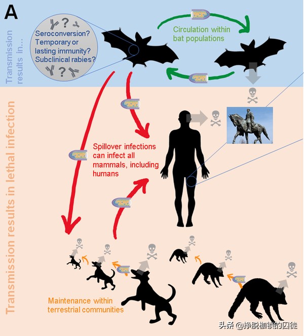 辟谣狂犬病潜伏期,狂犬病毒潜伏期辟谣