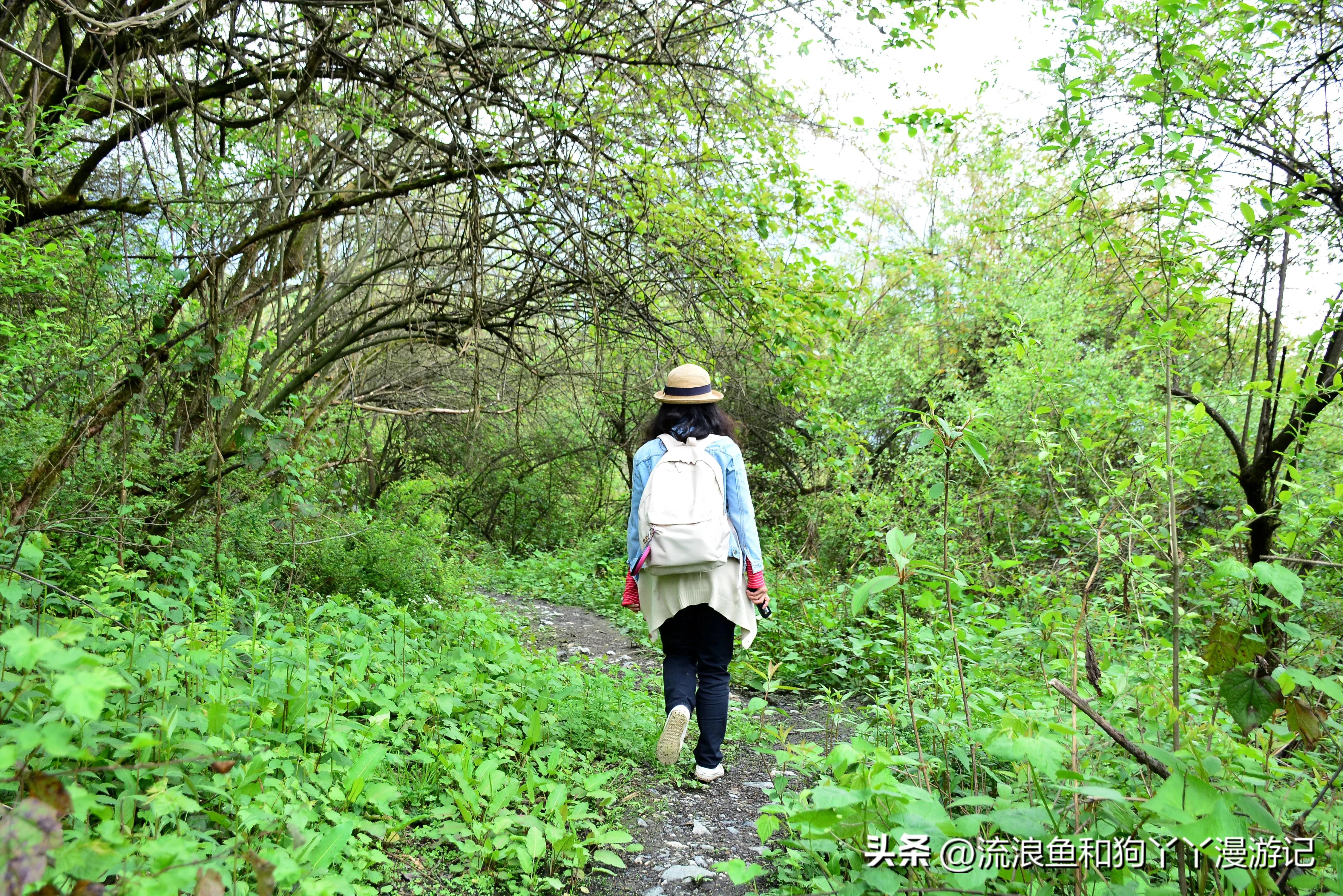 四月份成都近郊一日游好去处,2022成都近郊看雪一日游最佳去处