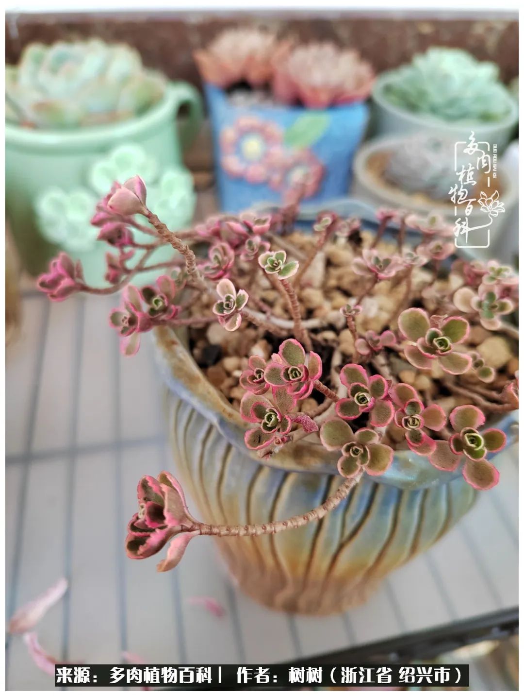 又临寒冬，暖阳下携手肉肉赏姹紫嫣红！